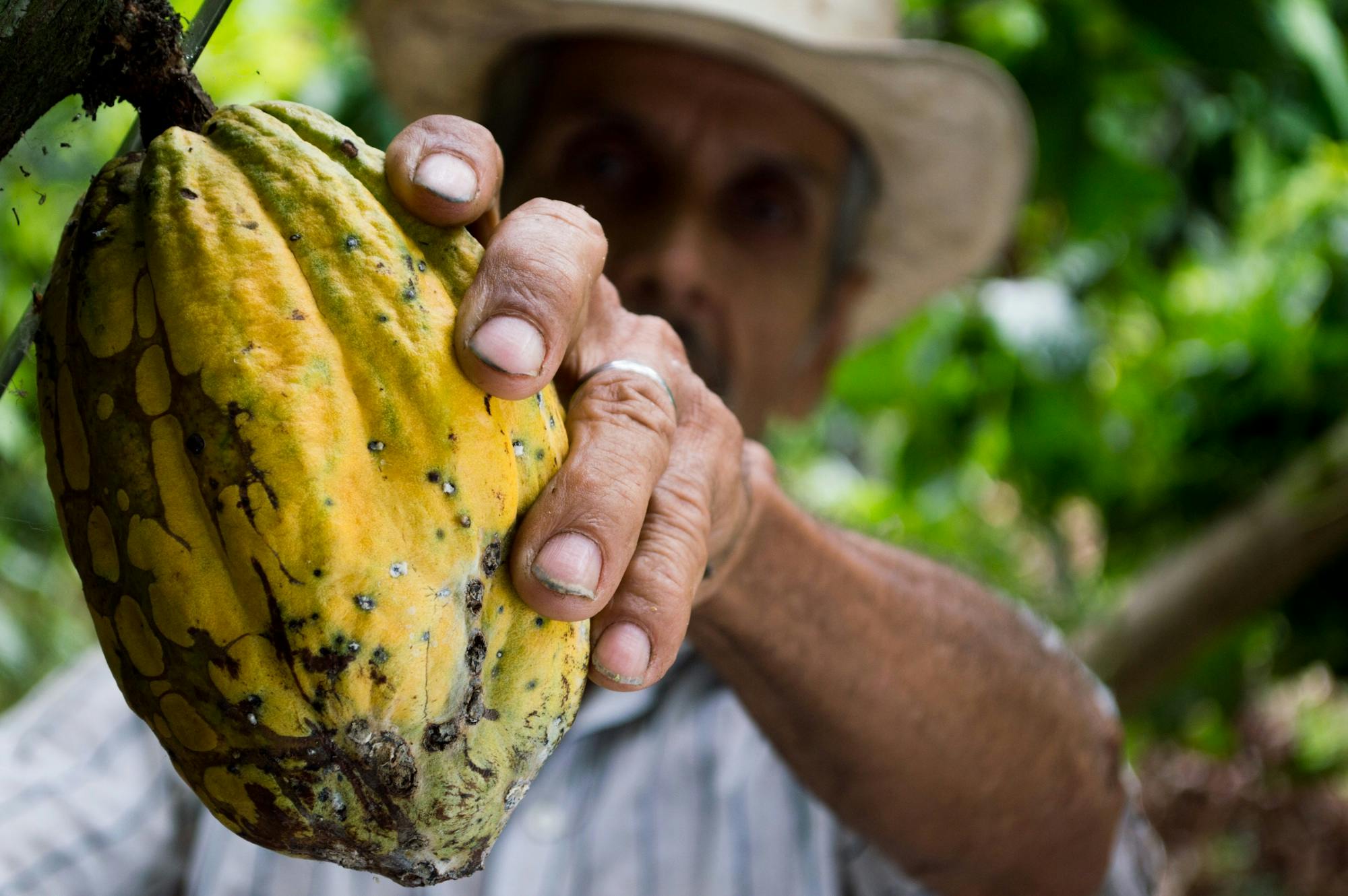 CACAO 100% PERUANO